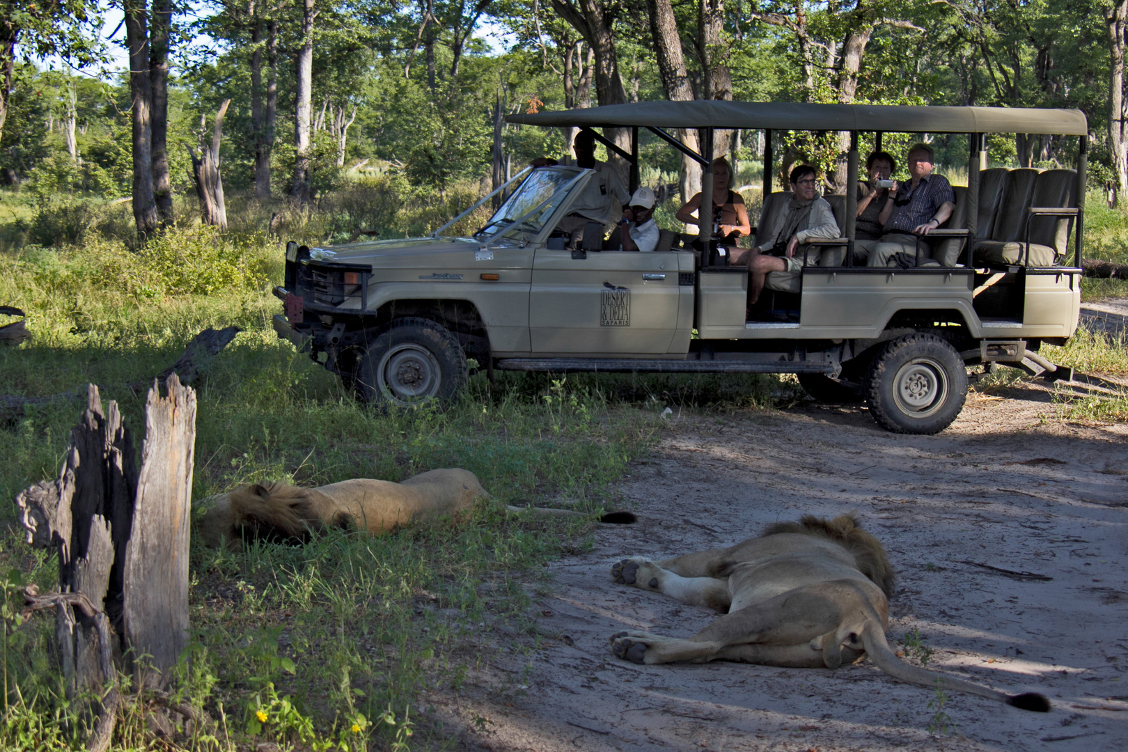 Botswana - Moremi Game Resort (4)