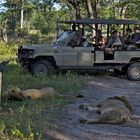 Botswana - Moremi Game Resort (4)