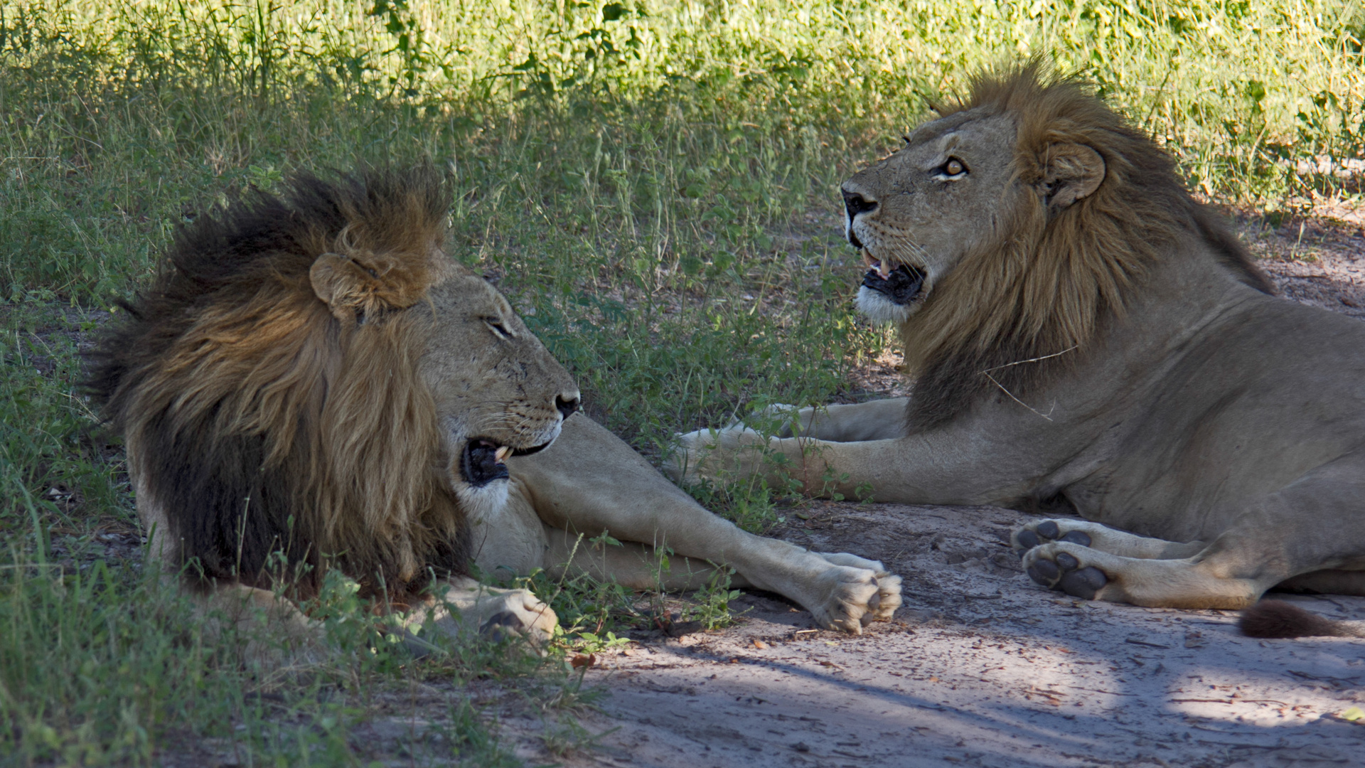 Botswana - Moremi Game Resort (7)