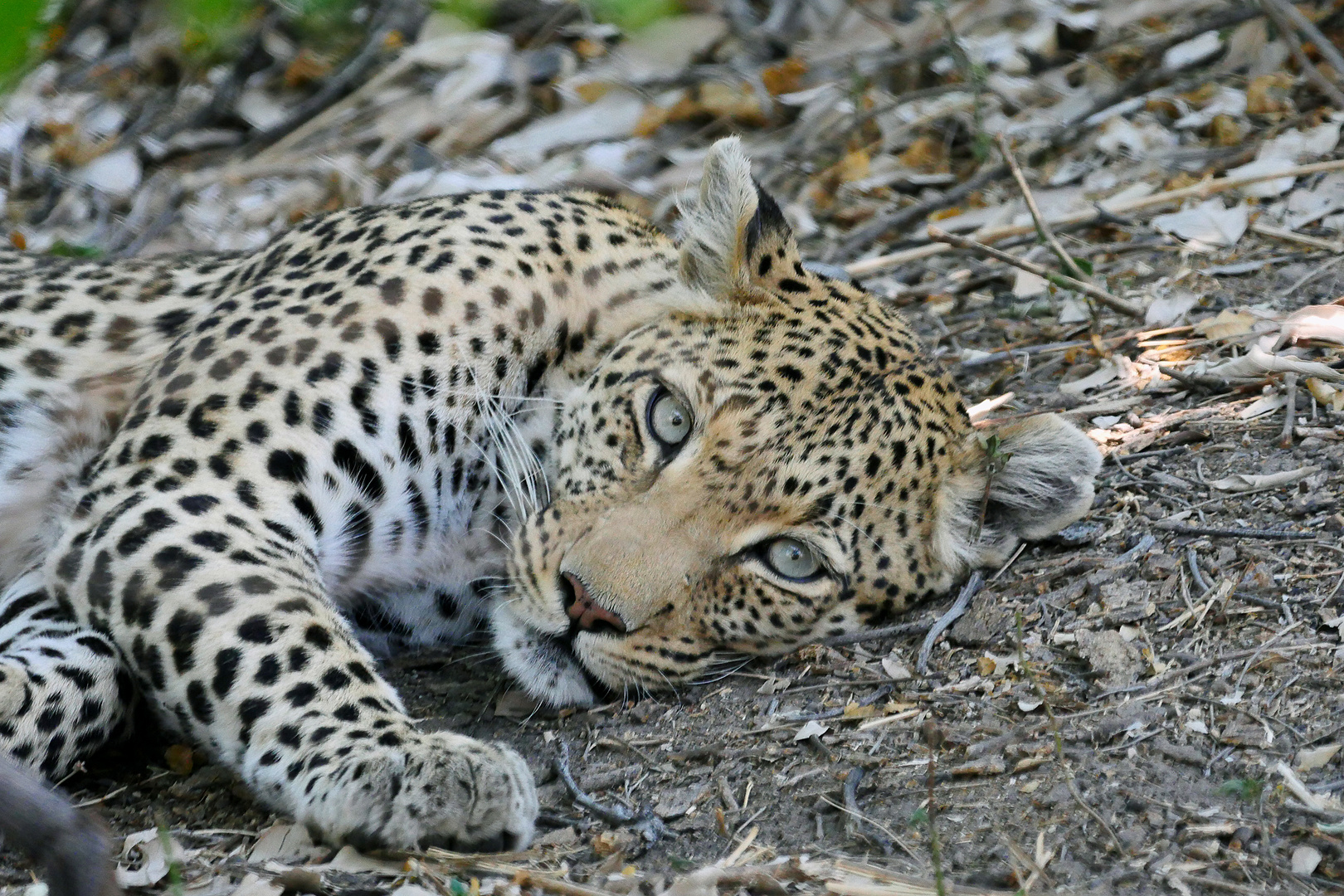 Botswana, Moremi Schutzgebiet