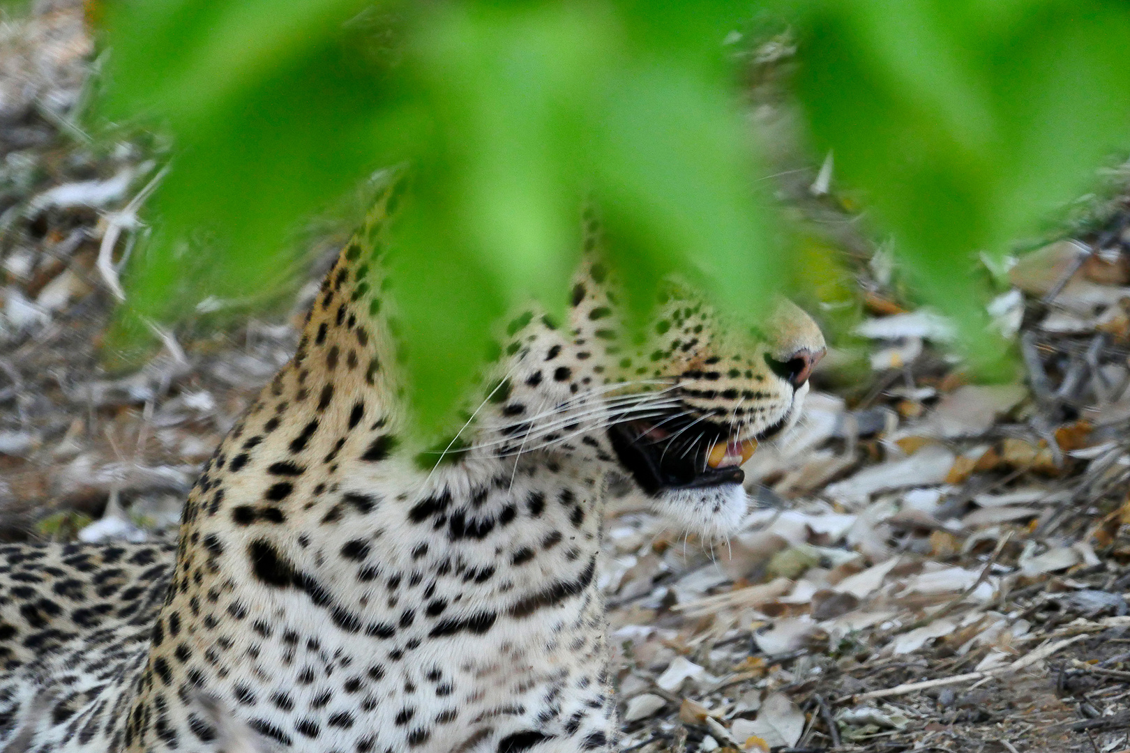 Botswana, Moremi Schutzgebiet