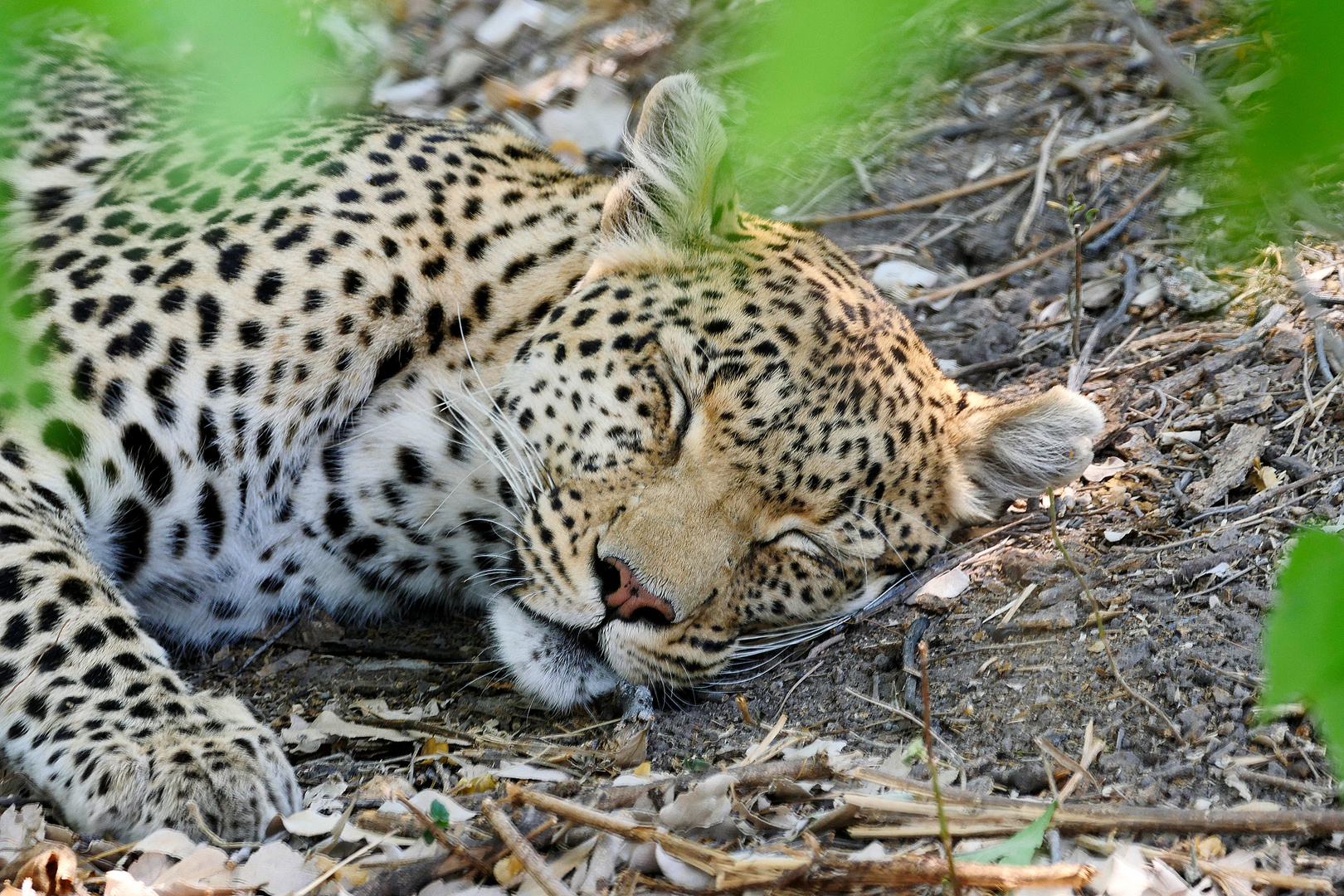 Botswana, Moremi Schutzgebiet