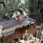 Botswana, Moremi Schutzgebiet