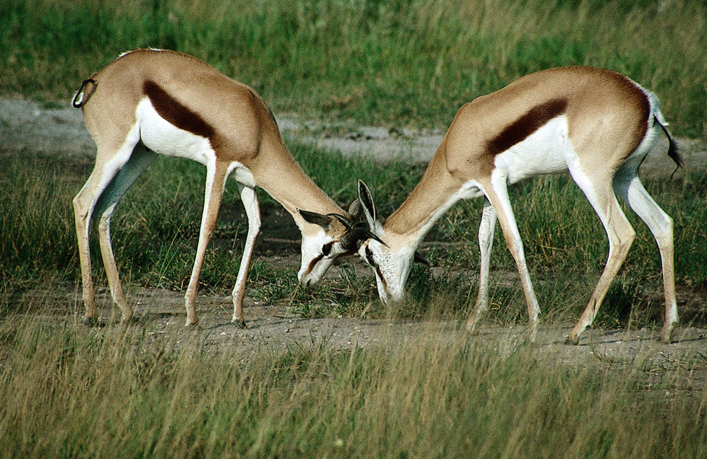 BOTSWANA Naxi Pan