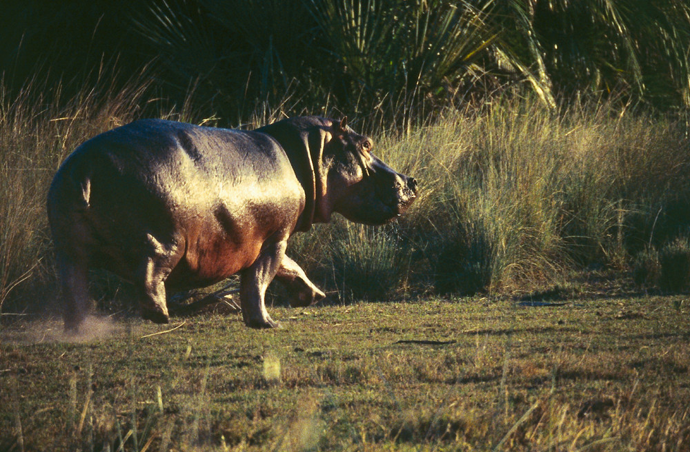 BOTSWANA Okavango Delta