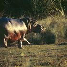 BOTSWANA Okavango Delta