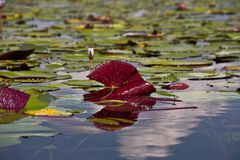 Botswana - Okavangodelta (13)