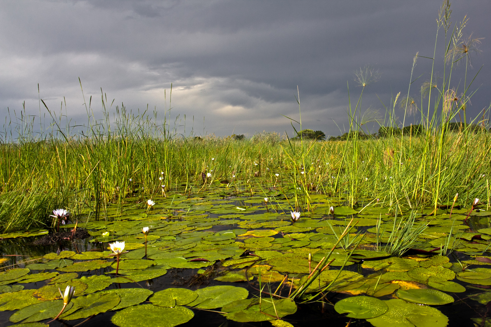 Botswana - Okavangodelta (21)