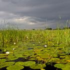 Botswana - Okavangodelta (21)