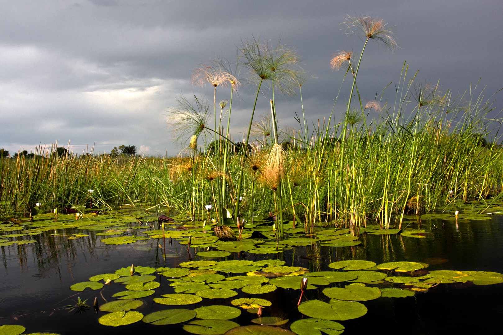 Botswana - Okavangodelta (22)