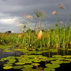 Botswana - Okavangodelta (22)