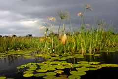 Botswana - Okavangodelta (22)