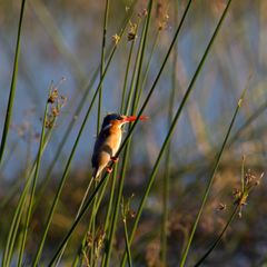 Botswana - Okavangodelta (23)