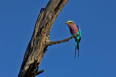 Botswana - Okavangodelta (24)