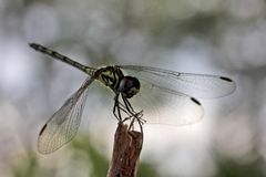 Botswana - Okavangodelta (8)