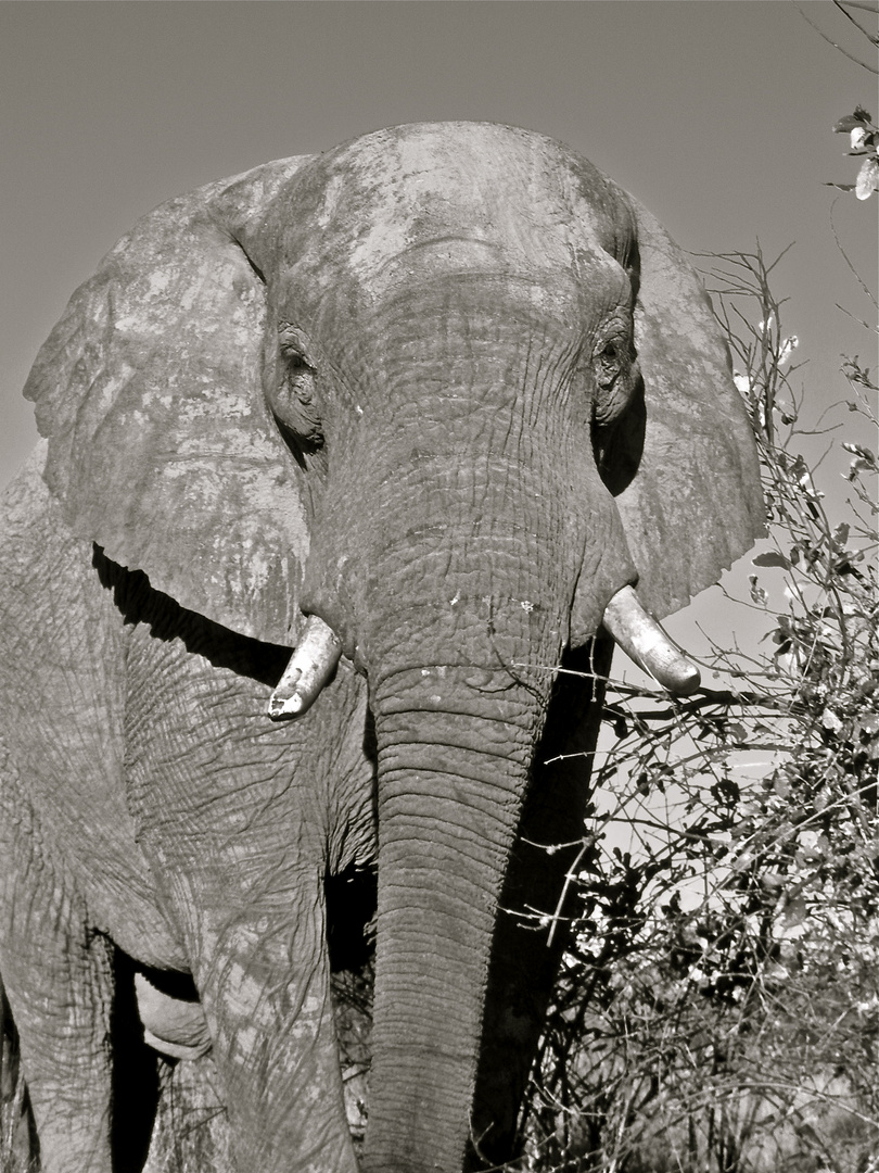 botswana-savuti national park