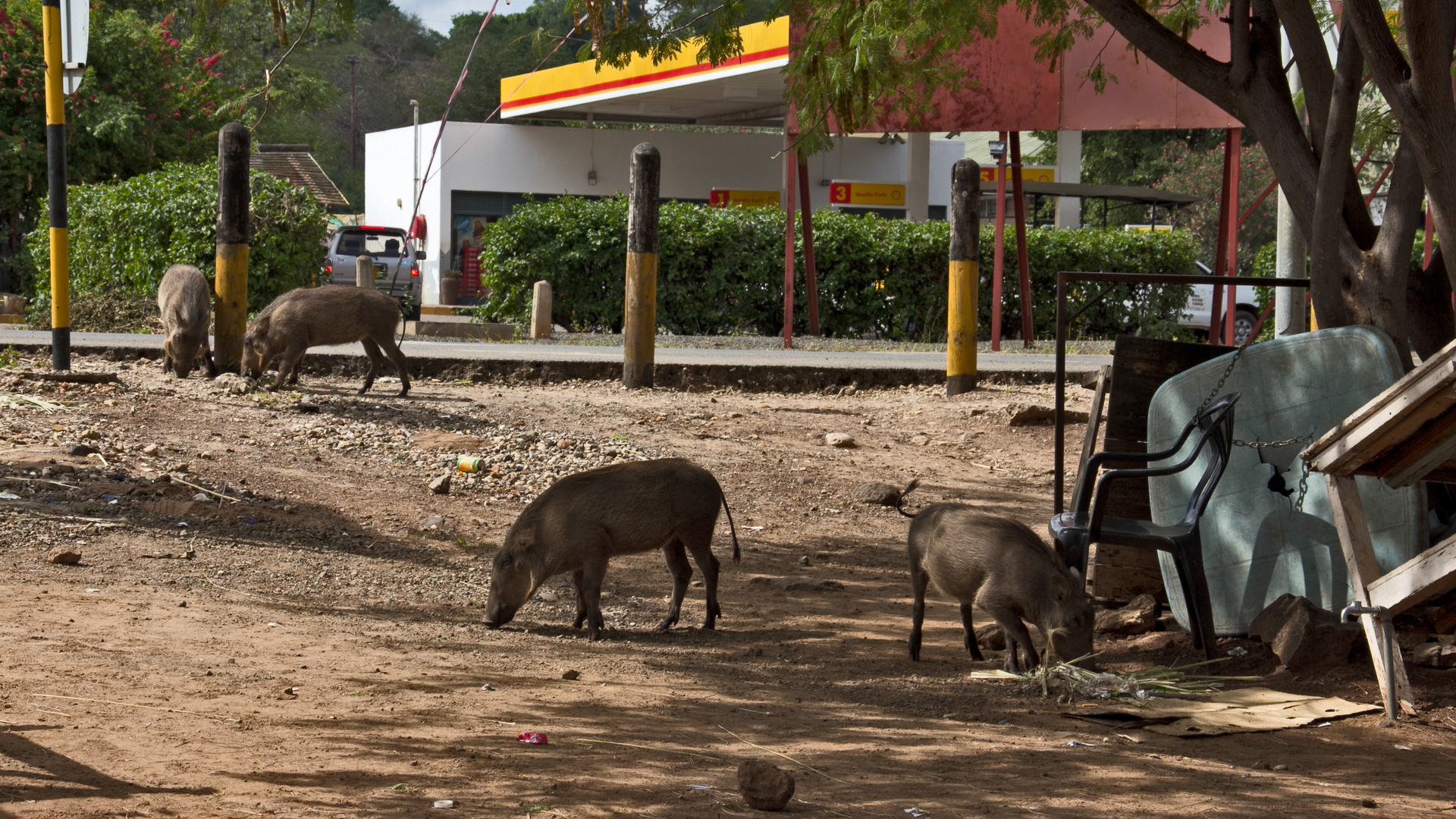 Botswana - unterwegs (4)