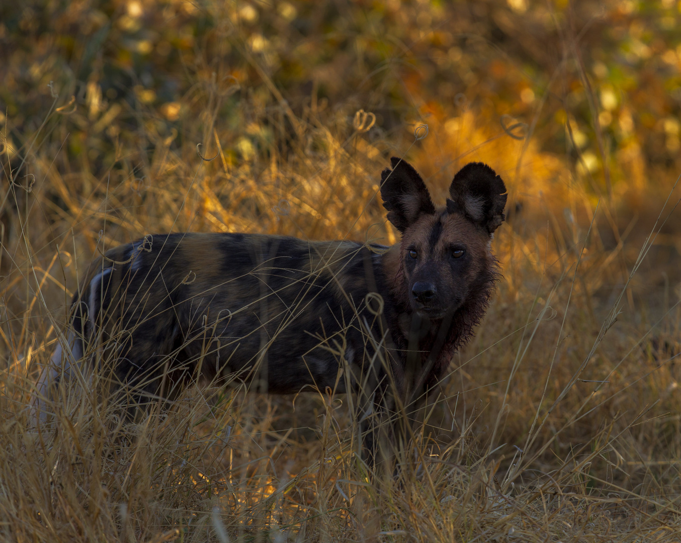 Botswana Wilddog