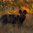 Botswana Wilddog