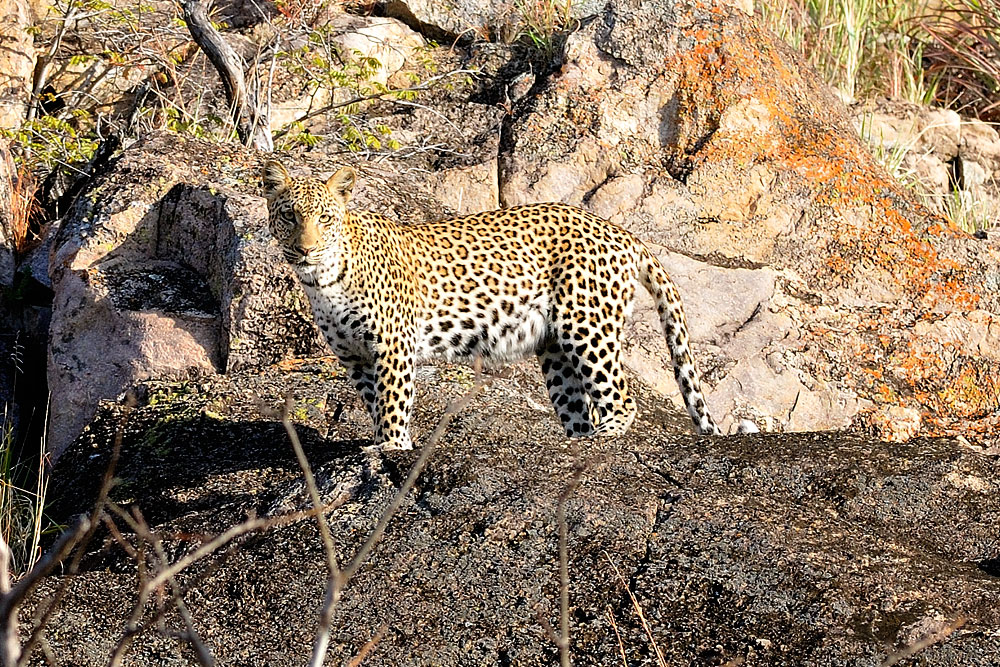 Botswana#4 - Leopard