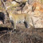 Botswana#4 - Leopard