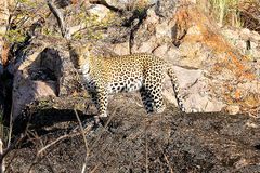 Botswana#4 - Leopard