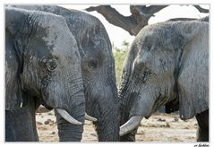 Botswana's Elefanten III