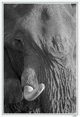 Botswana's Elefanten VII