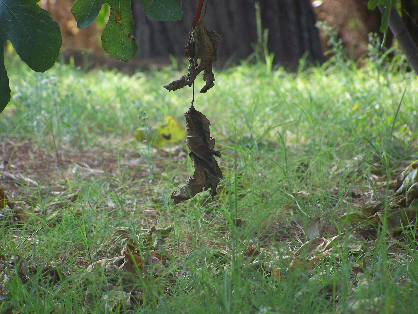 bottes de sorcières