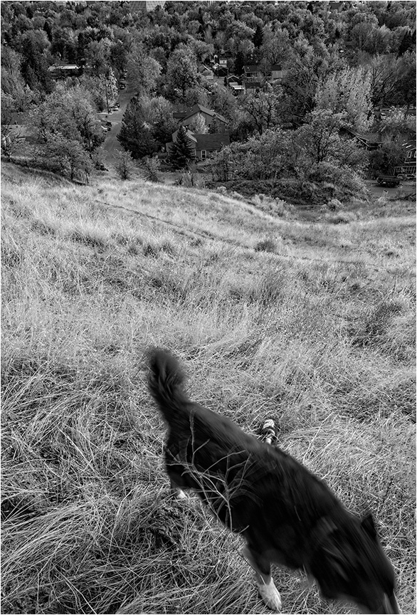 Bottle and Dog 