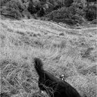 Bottle and Dog 