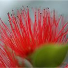 Bottle brush