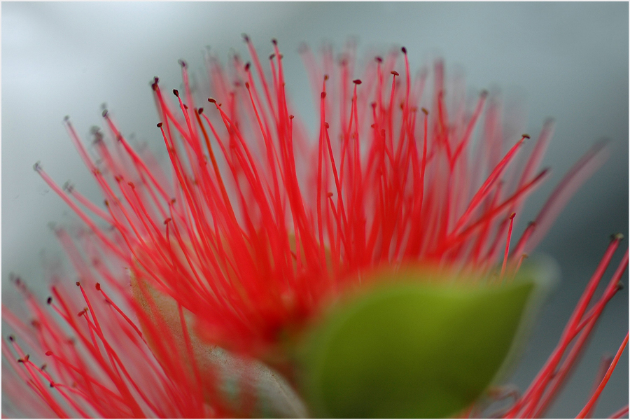 Bottle brush