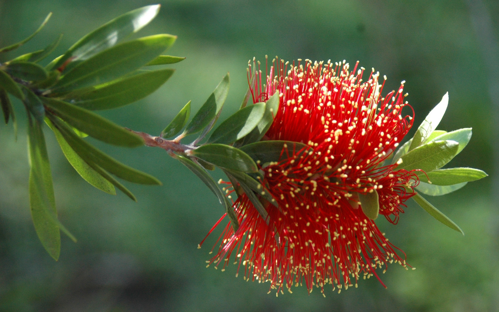 Bottle Brush