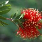 Bottle Brush