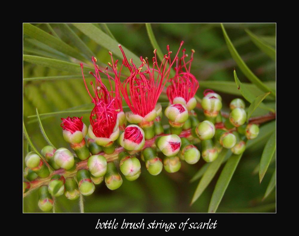 Bottle brush coming into flower