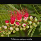 Bottle brush coming into flower