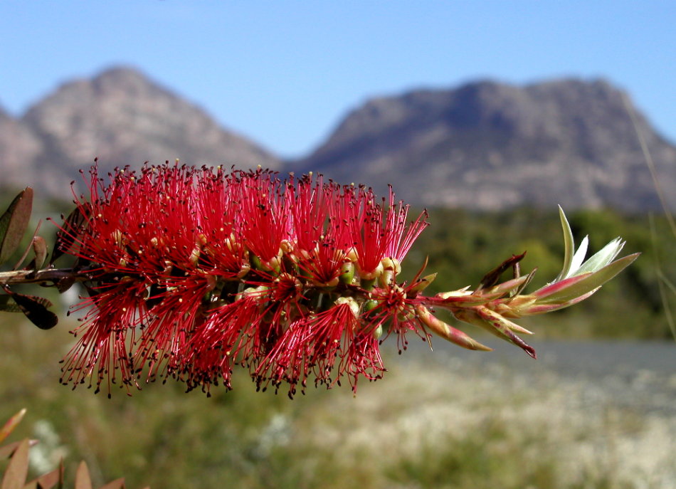 Bottle Brush - Freycinet National Parc