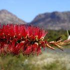 Bottle Brush - Freycinet National Parc