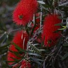 Bottle brush tree / Australien