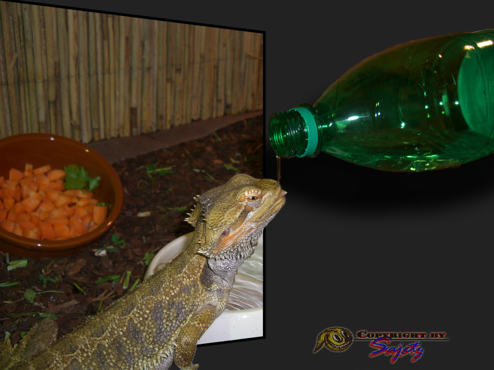 Bottle-fed bearded dragon ;-)