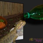 Bottle-fed bearded dragon ;-)