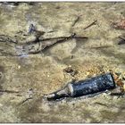 Bottle in the ditch