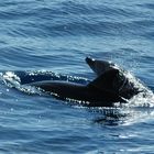 Bottle nose delphin zwischen Tenerife und La Gomera