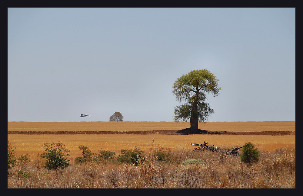 bottle tree