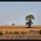 bottle tree