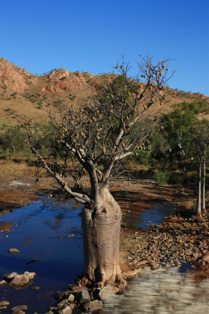 Bottle Tree