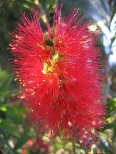 Bottlebrush