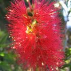 Bottlebrush