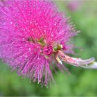 bottlebrush